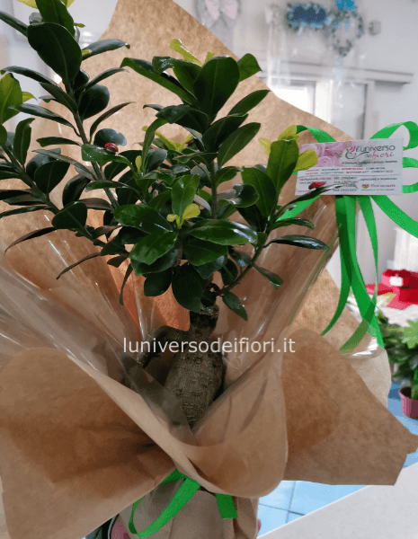 Pianta bonsai, varietà ficus