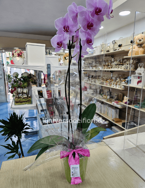 Pianta di Phaleonopsis, diversi colori a richiesta.