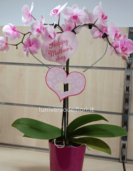 Pianta phalenopsis  a forma di cuore 