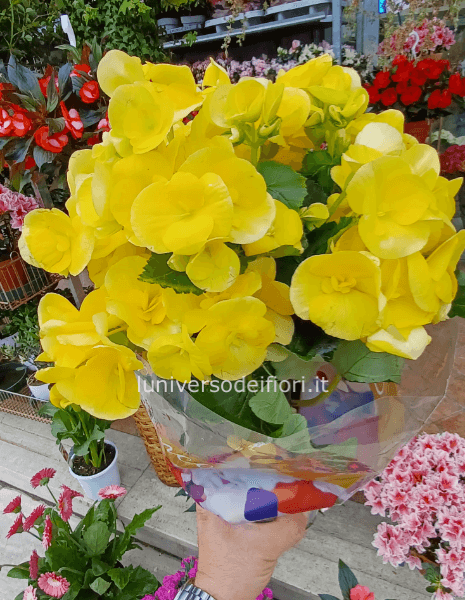 Begonia