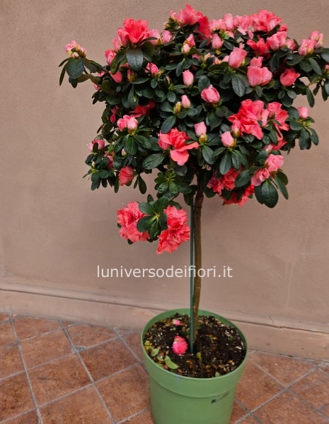 Azalea ad alberello altezza 90 cm vaso 26 