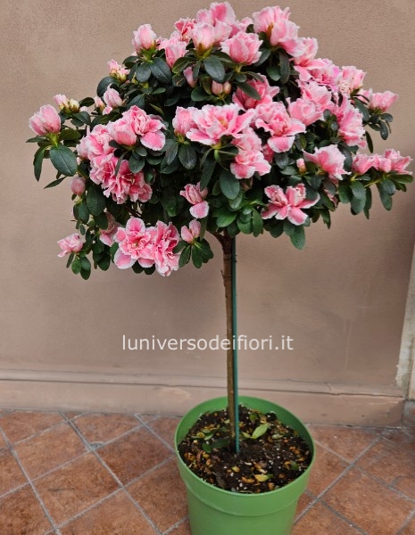 Azalea ad alberello altezza 90 cm vaso 26