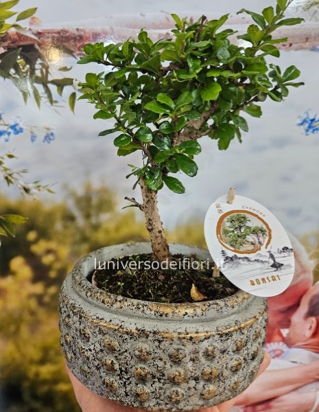 Bonsai carmona