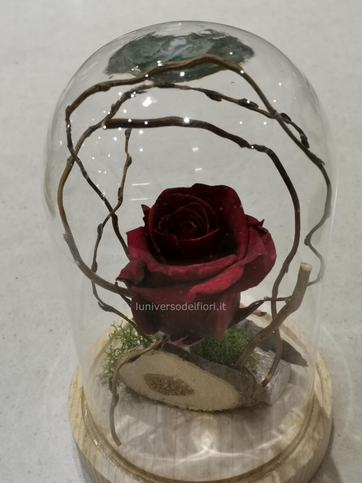 rosa eterna nella campana stile la bella e la bestia altezza 30 » Fiori a  Torre del Greco. Acquista online per invio e consegna a domicilio di fiori  e piante a Torre